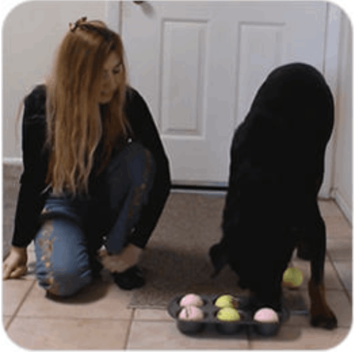 Brain Training 4 dogs module 2 