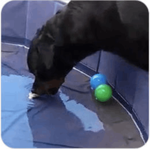 Brain Training 4 dogs module 3