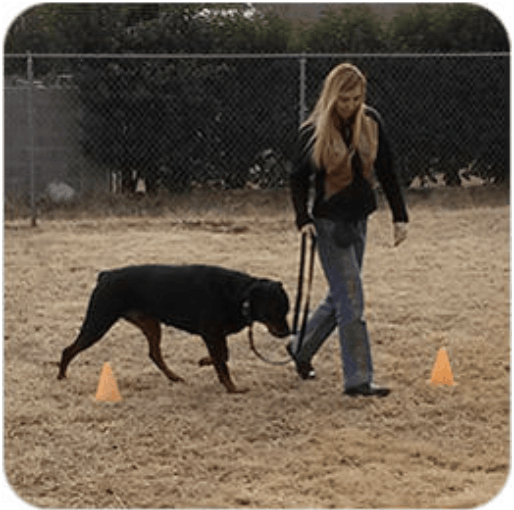 Brain Training 4 dogs -module 6