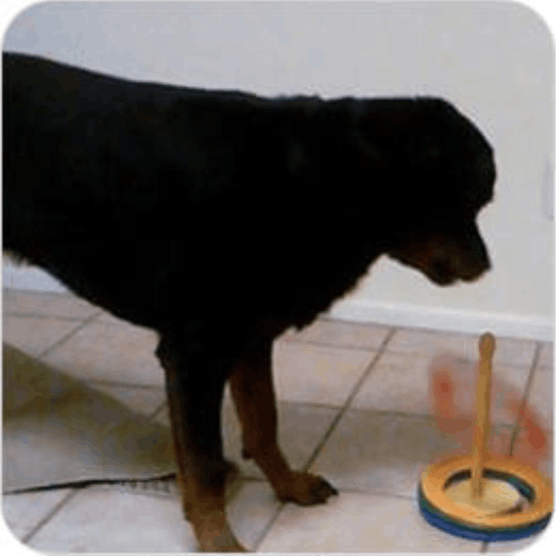 Brain Training 4 dogs -module 7